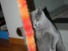 Loulou